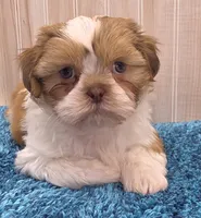 Dillan, a male Shih Tzu for sale in Ozark, MO – 9 of 10