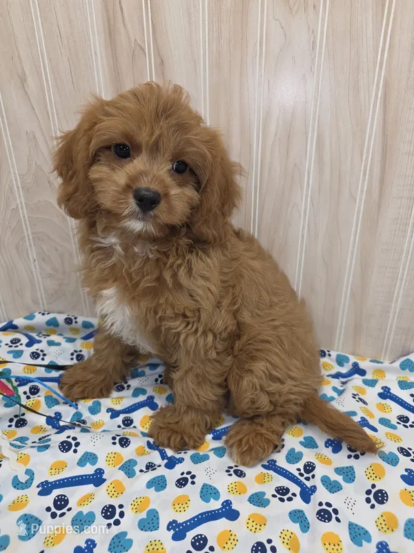 CHARLIE  – Cavapoo puppy for sale in Ozark, MO
