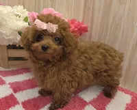 Annie , a female Poodle - Toy  for sale in Ozark, MO – 2 of 8