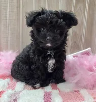 Milly, a female Poodle - Toy  for sale in Ozark, MO – 4 of 7
