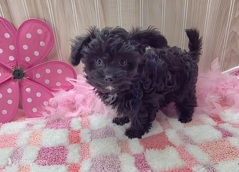 Milly – Papillon, Poodle - Toy  puppy for sale in Ozark, MO