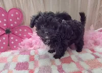 Milly, a female Papillon and Poodle - Toy  for sale in Ozark, MO – 1 of 5