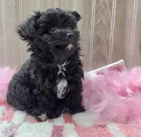 Milly, a female Poodle - Toy  for sale in Ozark, MO – 1 of 7