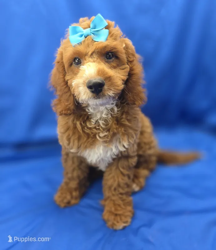 Cody – Cavapoo puppy for sale in Ozark, MO