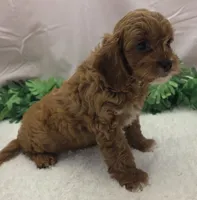 Scotty, a male Cavapoo for sale in Ozark, MO – 5 of 7