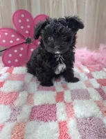 Milly, a female Poodle - Toy  for sale in Ozark, MO – 6 of 7