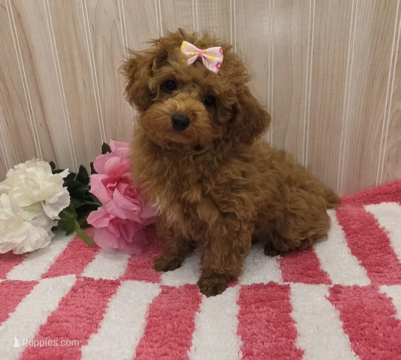 Patsy – Poodle - Toy  puppy for sale in Ozark, MO