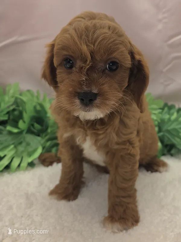 Scotty – Cavapoo puppy for sale in Ozark, MO