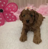 Trixie, a female Cavapoo for sale in Ozark, MO – 6 of 6