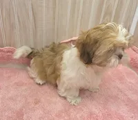 Molly , a female Shih Tzu for sale in Ozark, MO – 8 of 9