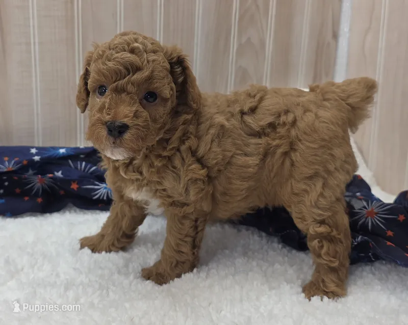 Cody – Poodle - Miniature  puppy for sale in Ozark, MO