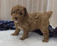 Cody, a male Poodle - Miniature  for sale in Ozark, MO – 1 of 5