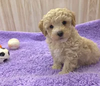 Dusty, a male Poodle - Toy  for sale in Ozark, MO – 4 of 6