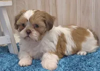 Dillan, a male Shih Tzu for sale in Ozark, MO – 7 of 10