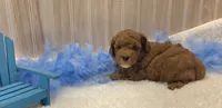 Cayden, a male Poodle - Miniature  for sale in Ozark, MO – 2 of 5