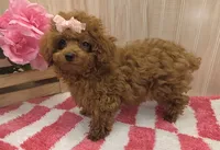 Annie , a female Poodle - Toy  for sale in Ozark, MO – 4 of 8