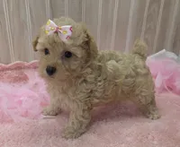 Sophia , a female Poodle - Toy  for sale in Ozark, MO – 6 of 6