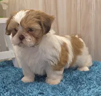 Dillan, a male Shih Tzu for sale in Ozark, MO – 3 of 10
