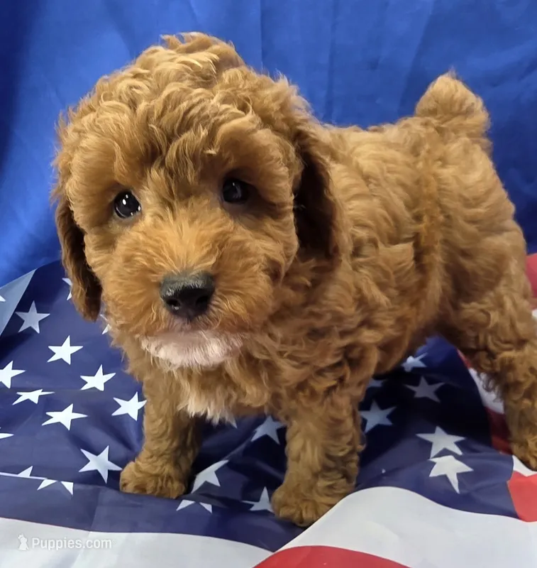Cayden – Poodle - Miniature  puppy for sale in Ozark, MO