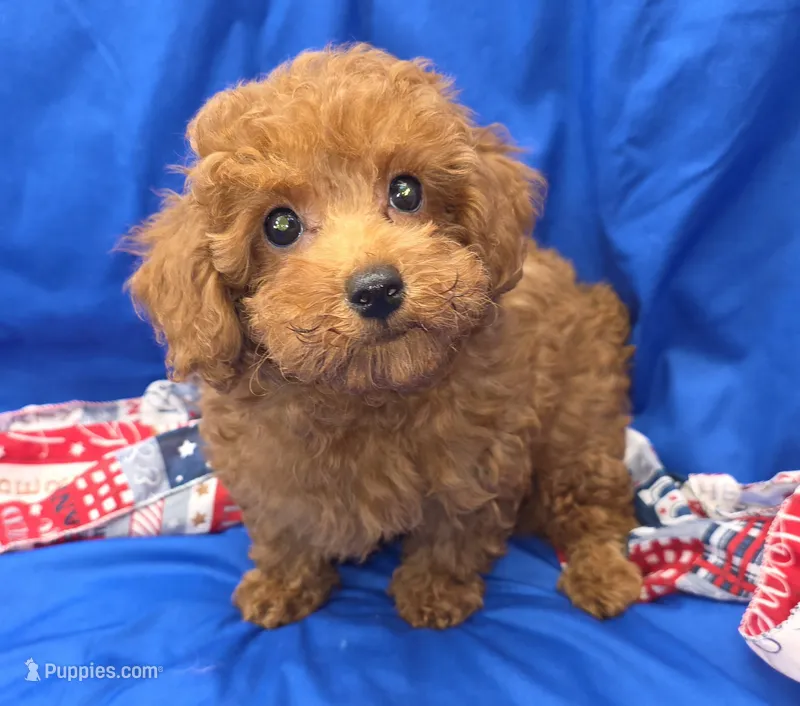 Jeffery  – Poodle - Toy  puppy for sale in Ozark, MO