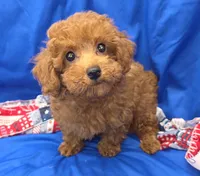 Jeffery , a male Poodle - Toy  for sale in Ozark, MO – 1 of 5