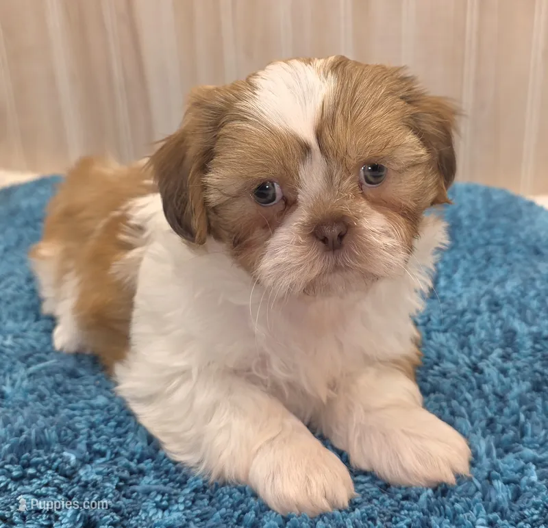 Dillan – Shih Tzu puppy for sale in Ozark, MO