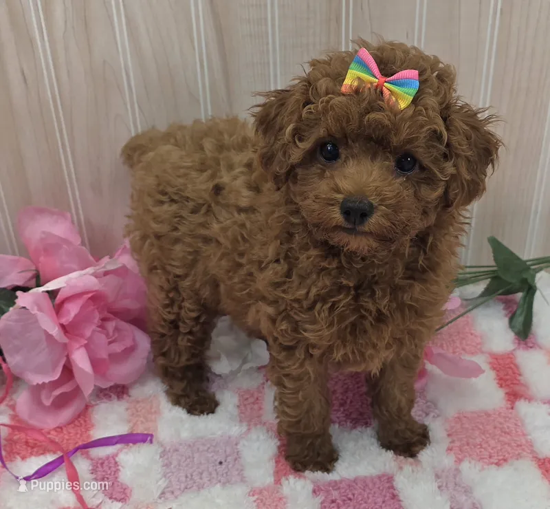 Gracie – Poodle - Toy  puppy for sale in Ozark, MO