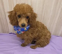 Jack, a male Poodle - Toy  for sale in Ozark, MO – 3 of 5