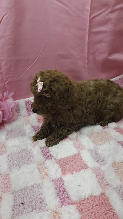 Molly , a female Poodle - Toy  for sale in Ozark, MO – 6 of 6