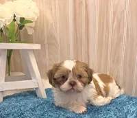 Dillan, a male Shih Tzu for sale in Ozark, MO – 6 of 10