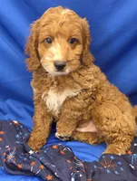 Cody, a male Cavapoo for sale in Ozark, MO – 3 of 5
