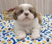 Shorty, a male Shih Tzu for sale in Ozark, MO – 4 of 10
