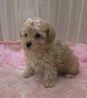 Sophia , a female Poodle - Toy  for sale in Ozark, MO – 5 of 6
