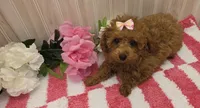 Patsy, a female Poodle - Toy  for sale in Ozark, MO – 6 of 7