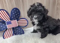 CHARLIE , a male Poodle - Toy  for sale in Ozark, MO – 2 of 7