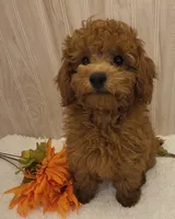 Rocky , a male Poodle - Toy  for sale in Ozark, MO – 4 of 6