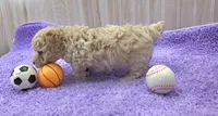 Dusty, a male Poodle - Toy  for sale in Ozark, MO – 3 of 6