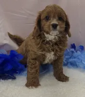 CHARLIE , a male Cavapoo for sale in Ozark, MO – 2 of 5