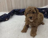 Cody, a male Poodle - Miniature  for sale in Ozark, MO – 5 of 5
