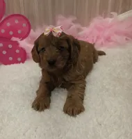 Trixie, a female Cavapoo for sale in Ozark, MO – 4 of 6