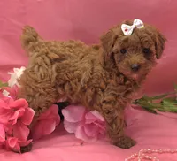 Gertrude , a female Poodle - Toy  for sale in Ozark, MO – 5 of 7