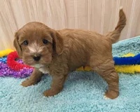 Freddy , a male Cavapoo for sale in Ozark, MO – 6 of 6