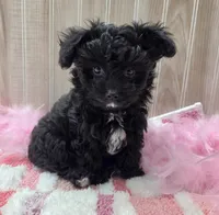 Milly, a female Papillon and Poodle - Toy  for sale in Ozark, MO – 4 of 5