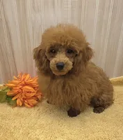Jack, a male Poodle - Toy  for sale in Ozark, MO – 6 of 10