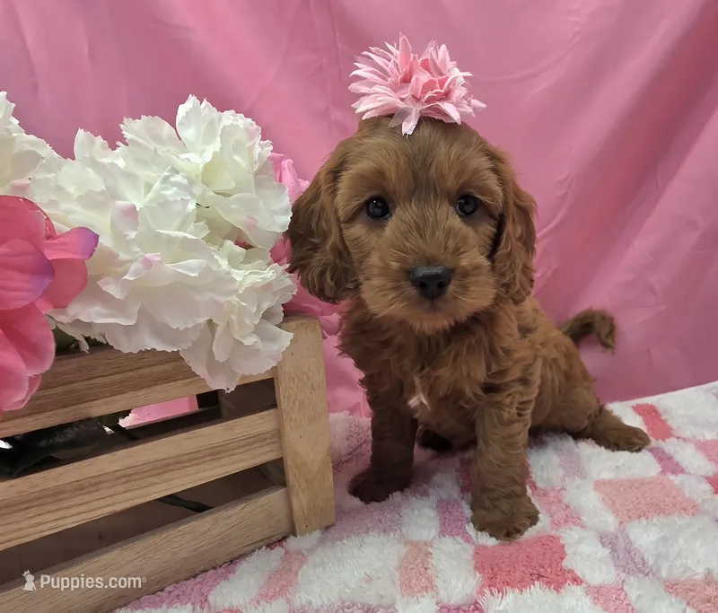 Suzie  – Cavapoo puppy for sale in Ozark, MO