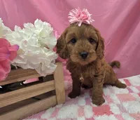Suzie , a female Cavapoo for sale in Ozark, MO – 1 of 5