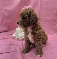 BELLA , a female Poodle - Miniature  for sale in Ozark, MO – 7 of 7
