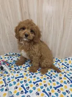 CHARLIE , a male Cavapoo for sale in Ozark, MO – 5 of 7