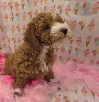 Nola, a female Poodle - Miniature  for sale in Ozark, MO – 4 of 7