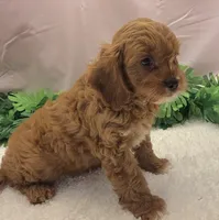 Scotty, a male Cavapoo for sale in Ozark, MO – 6 of 7